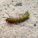 Image of Spiny Oakworm Moth