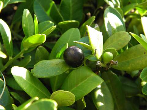 Atalantia buxifolia (Poir.) Oliv. resmi