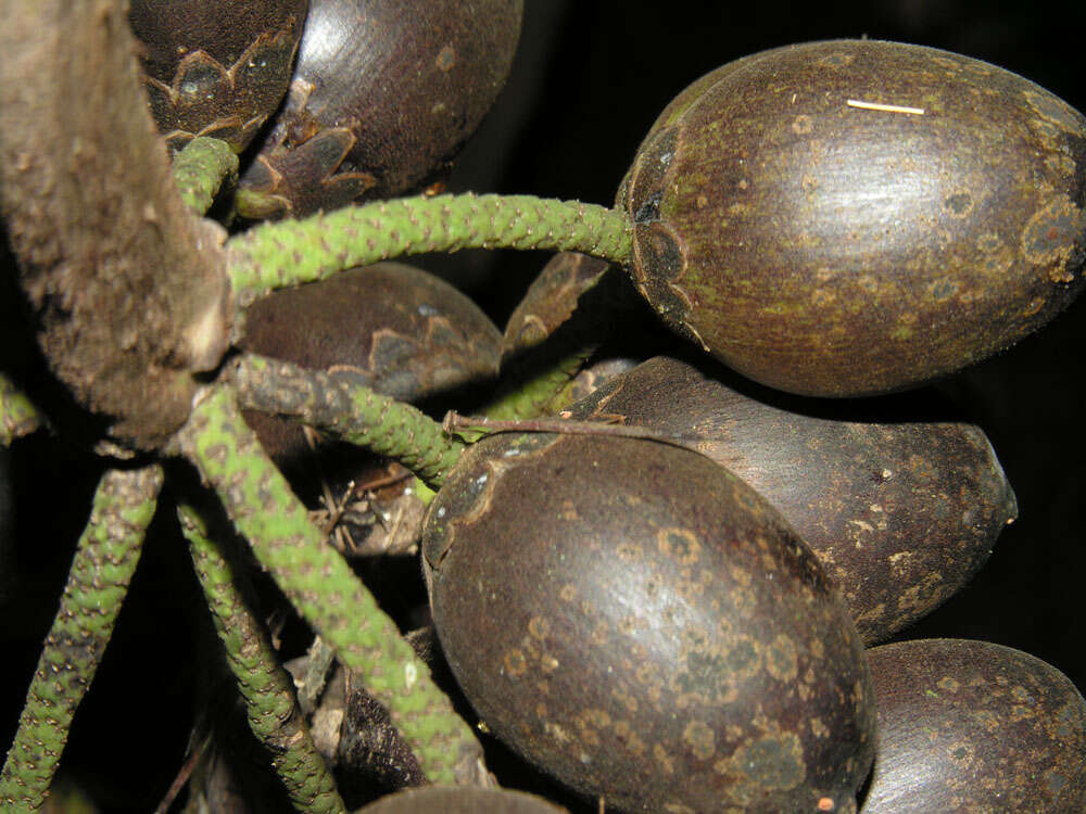 Image of bactris palm