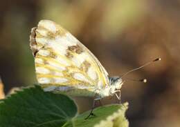 Image of white, yellow, and sulphur butterflies