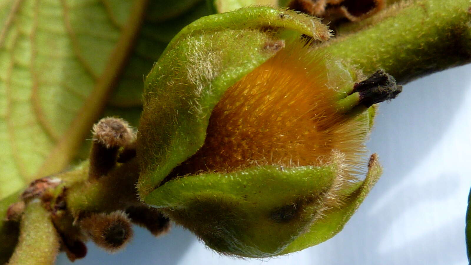 Image of Diospyros gaultheriifolia Mart. ex Miq.