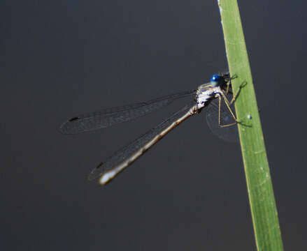 Image of Plateau Spreadwing