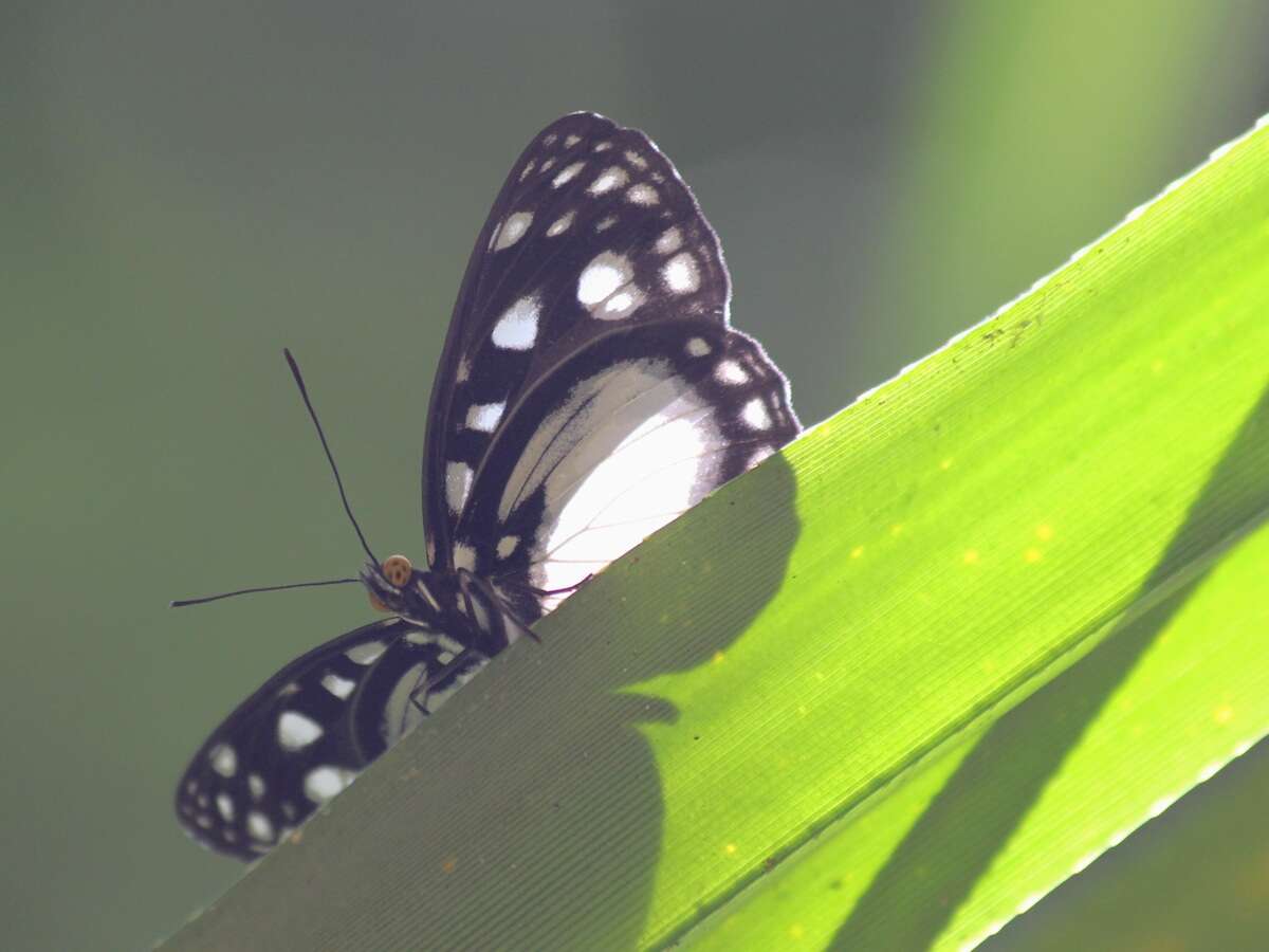 Imagem de Neptis praslini Boisduval 1832