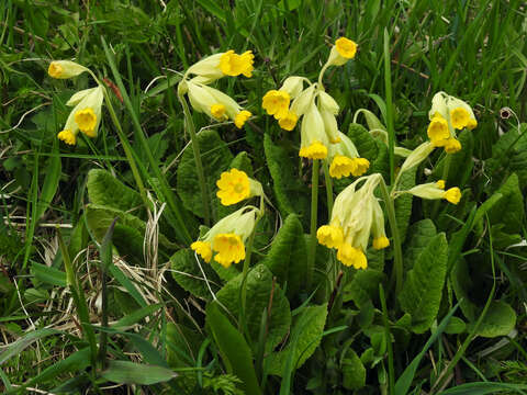 Image of Cowslip