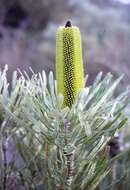 Plancia ëd Banksia attenuata R. Br.