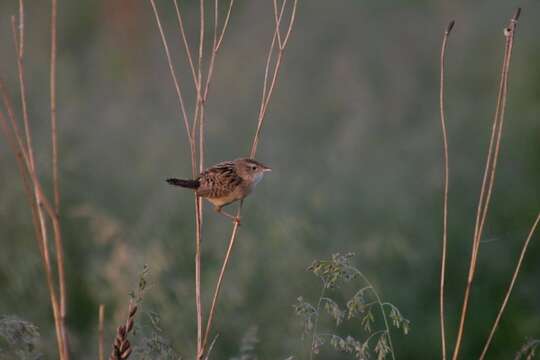 Image of Grass Wren