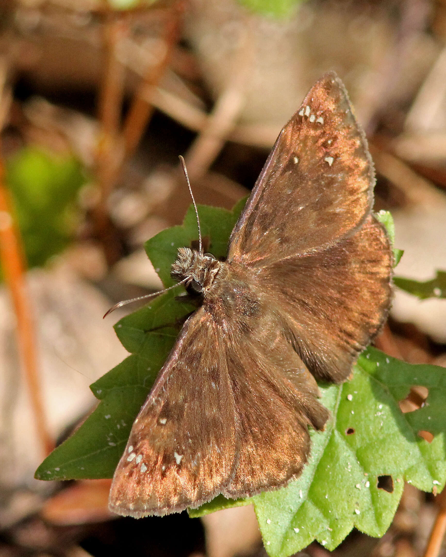 Image of Skipper