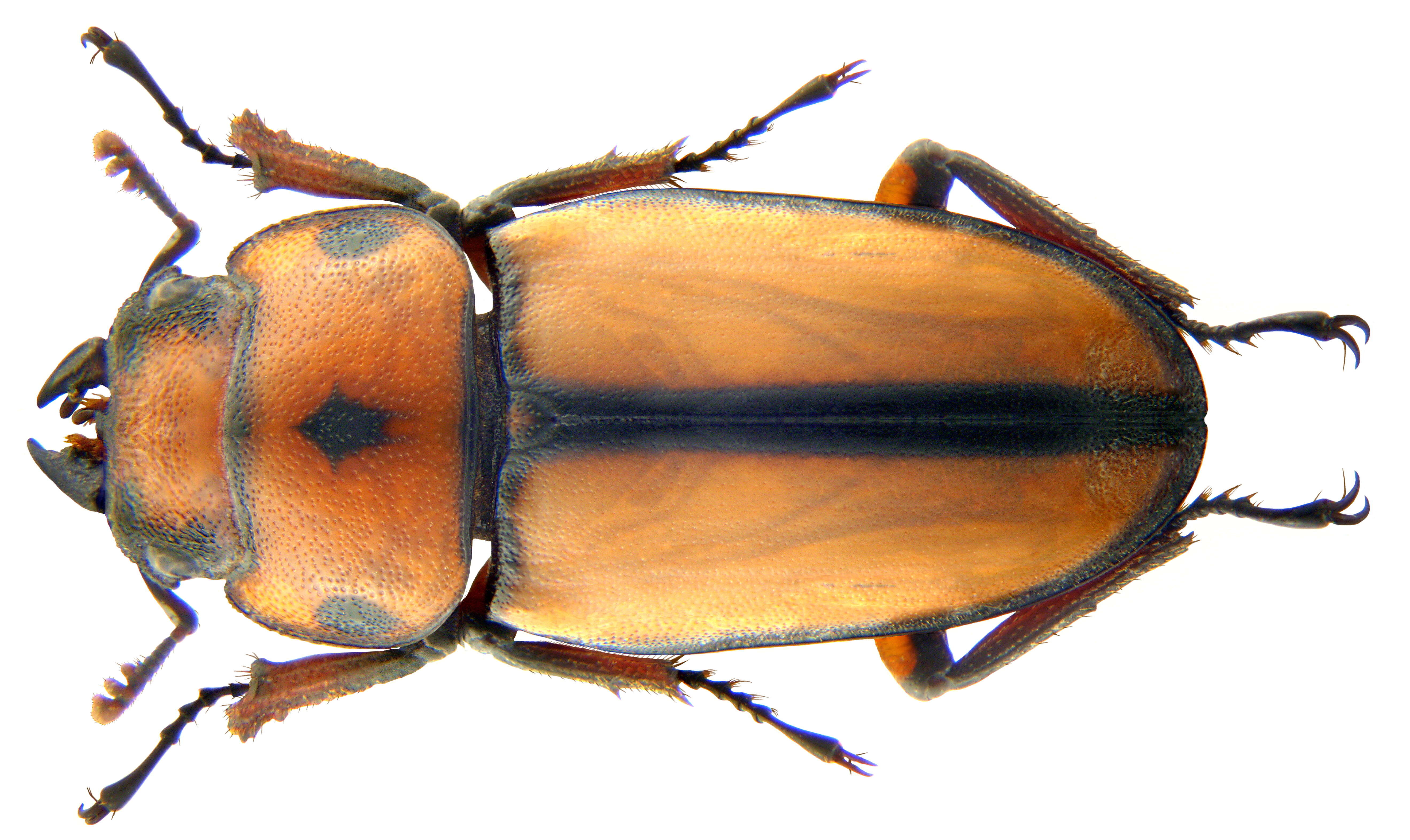 Image of Prosopocoilus bruijni rufulus