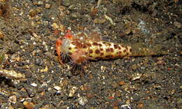 Image of Sand hermit crab