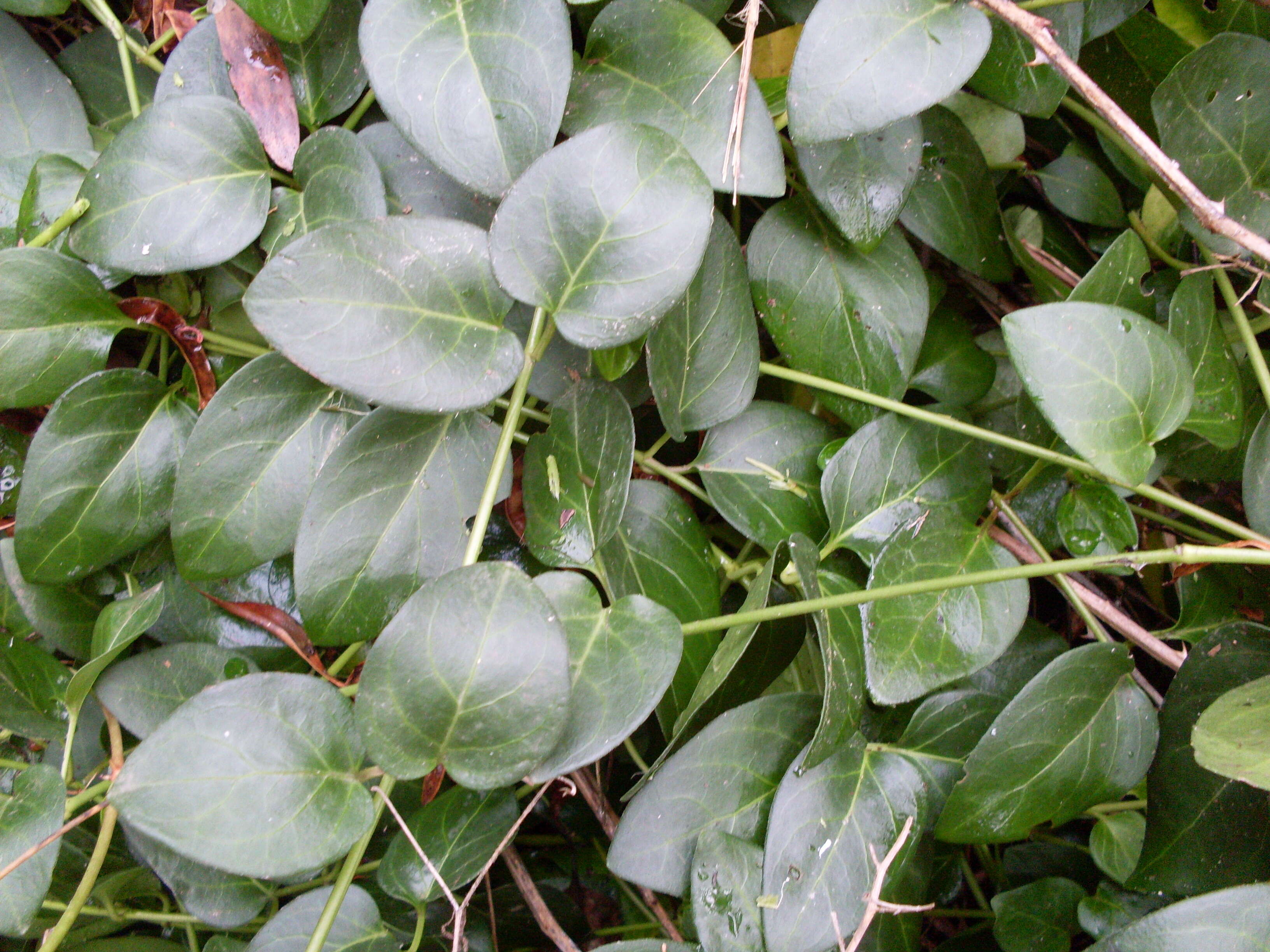 Image of periwinkle