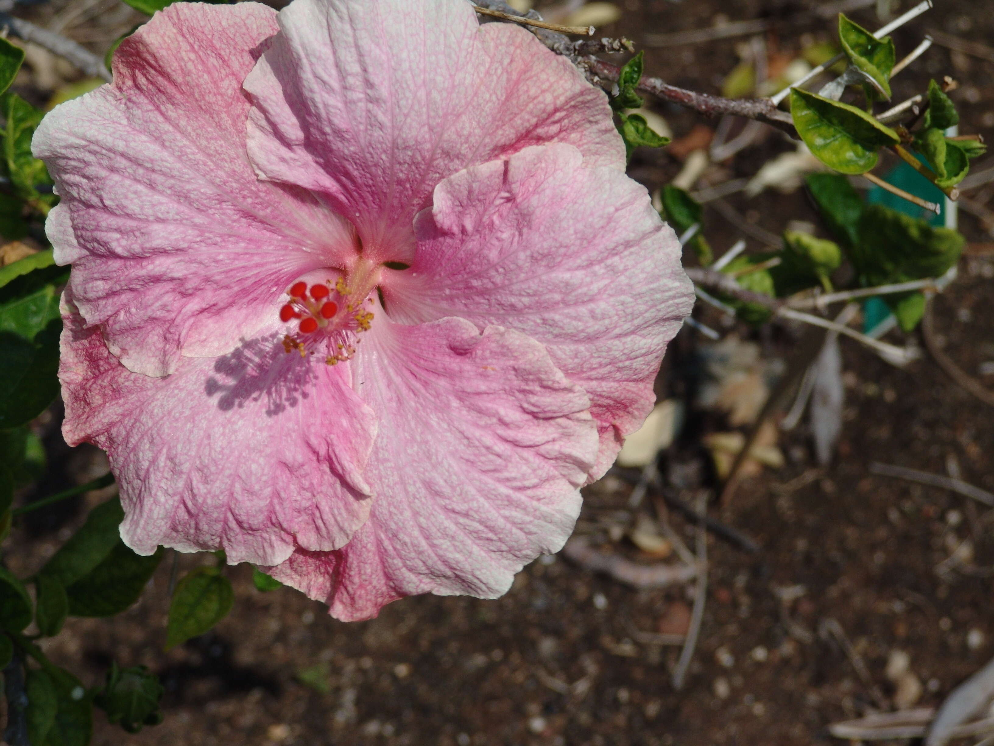 Image of China rose