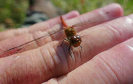 Image of Sympetrum Newman 1833