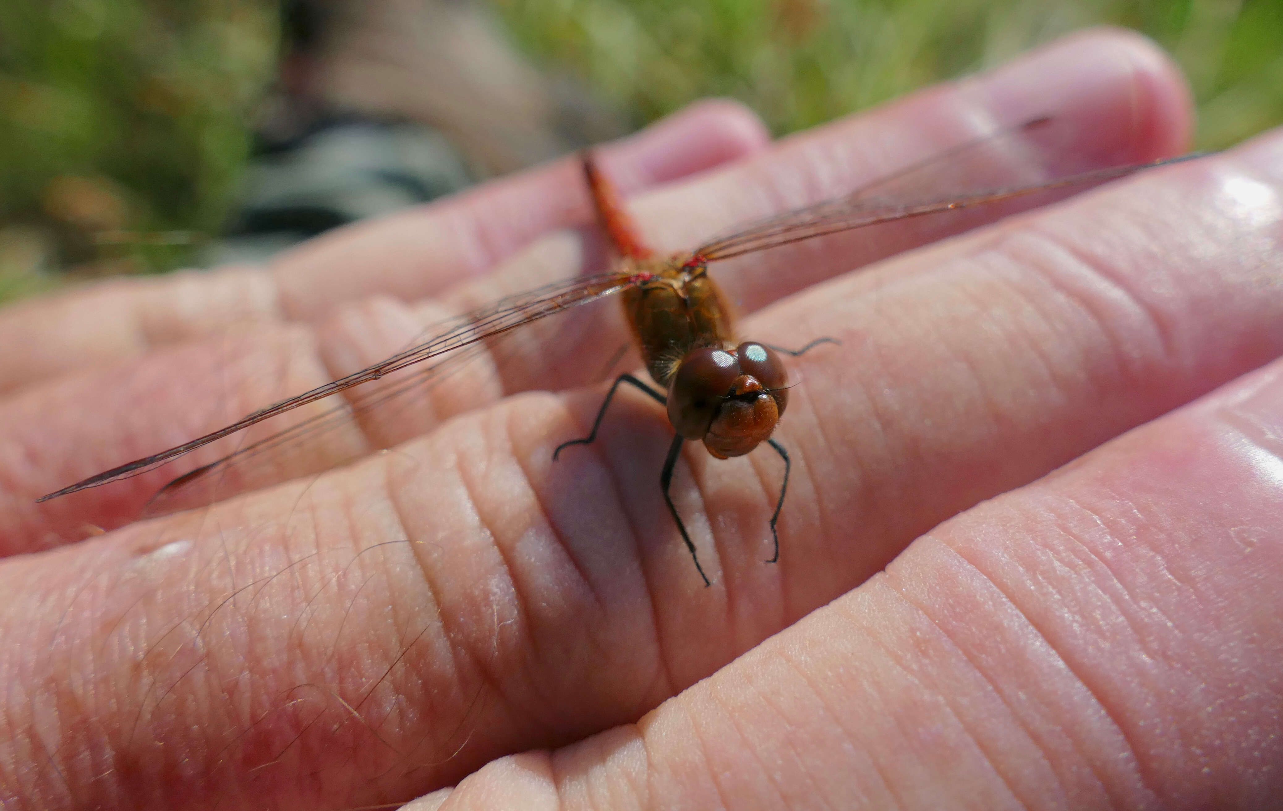 Image of Sympetrum Newman 1833