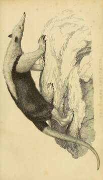 Plancia ëd Tamandua mexicana (Saussure 1860)