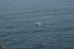 Image of Fulmar