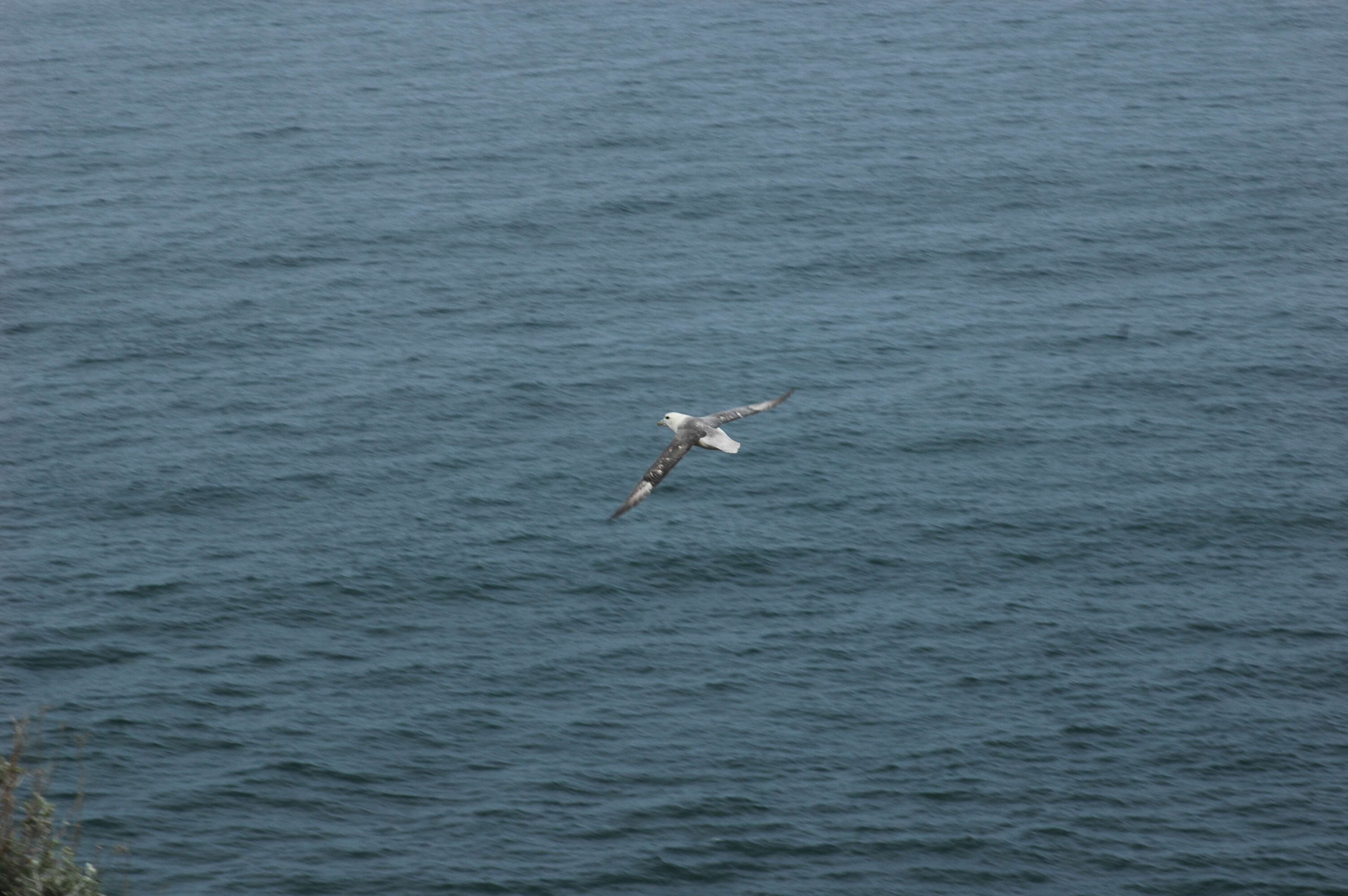 Image of Fulmar