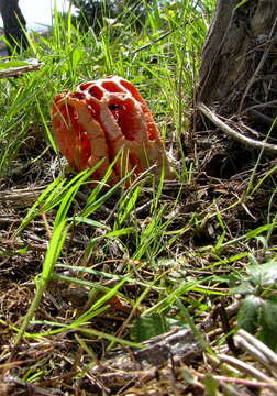 Imagem de Clathrus ruber P. Micheli ex Pers. 1801