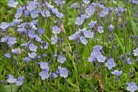 Image of leafless-stemmed speedwell