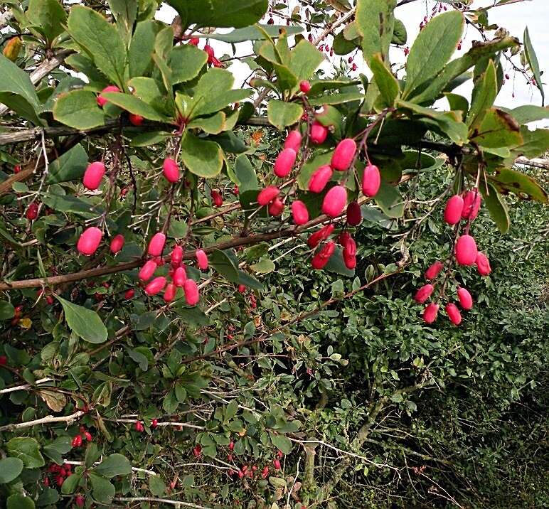 Image of Common Barberry