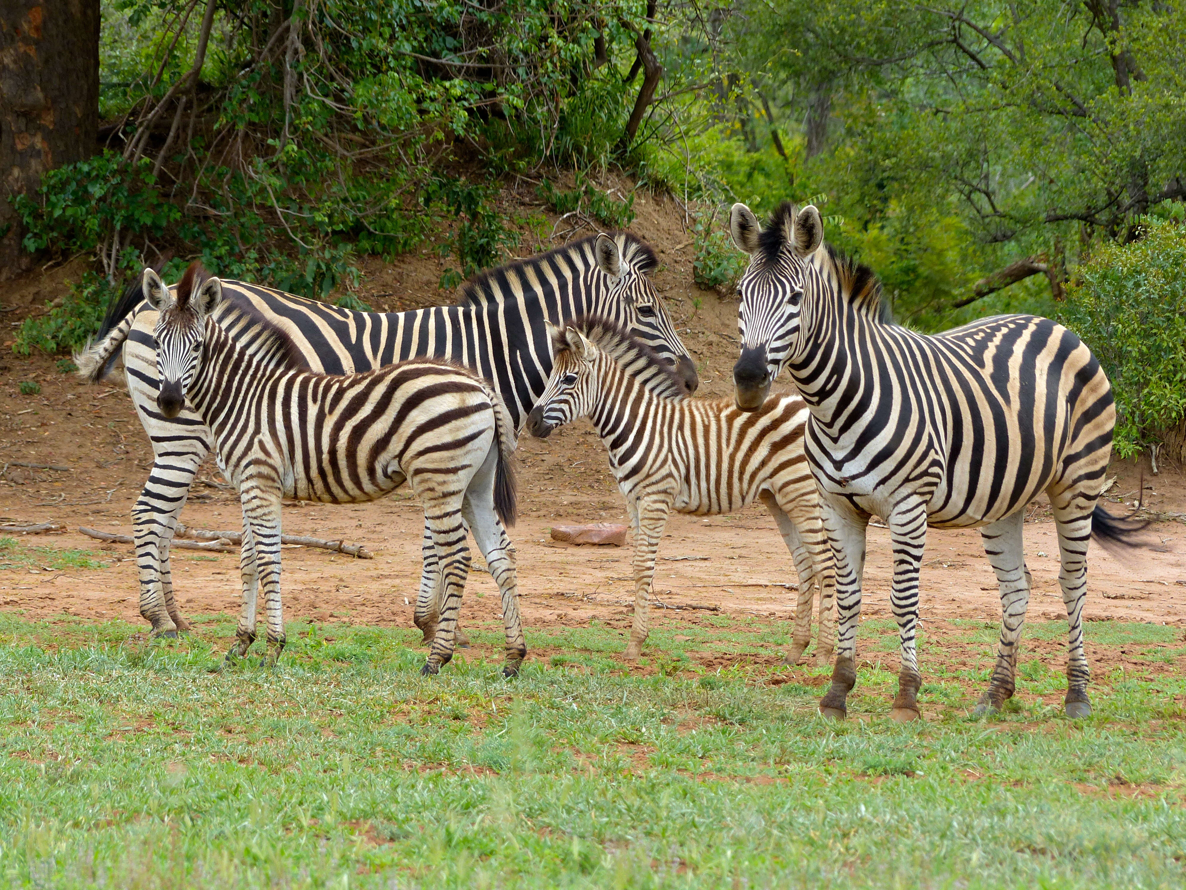 Image of Burchell's Zebra