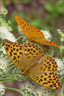 Image of Argynnis