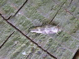 Image of momphid moths