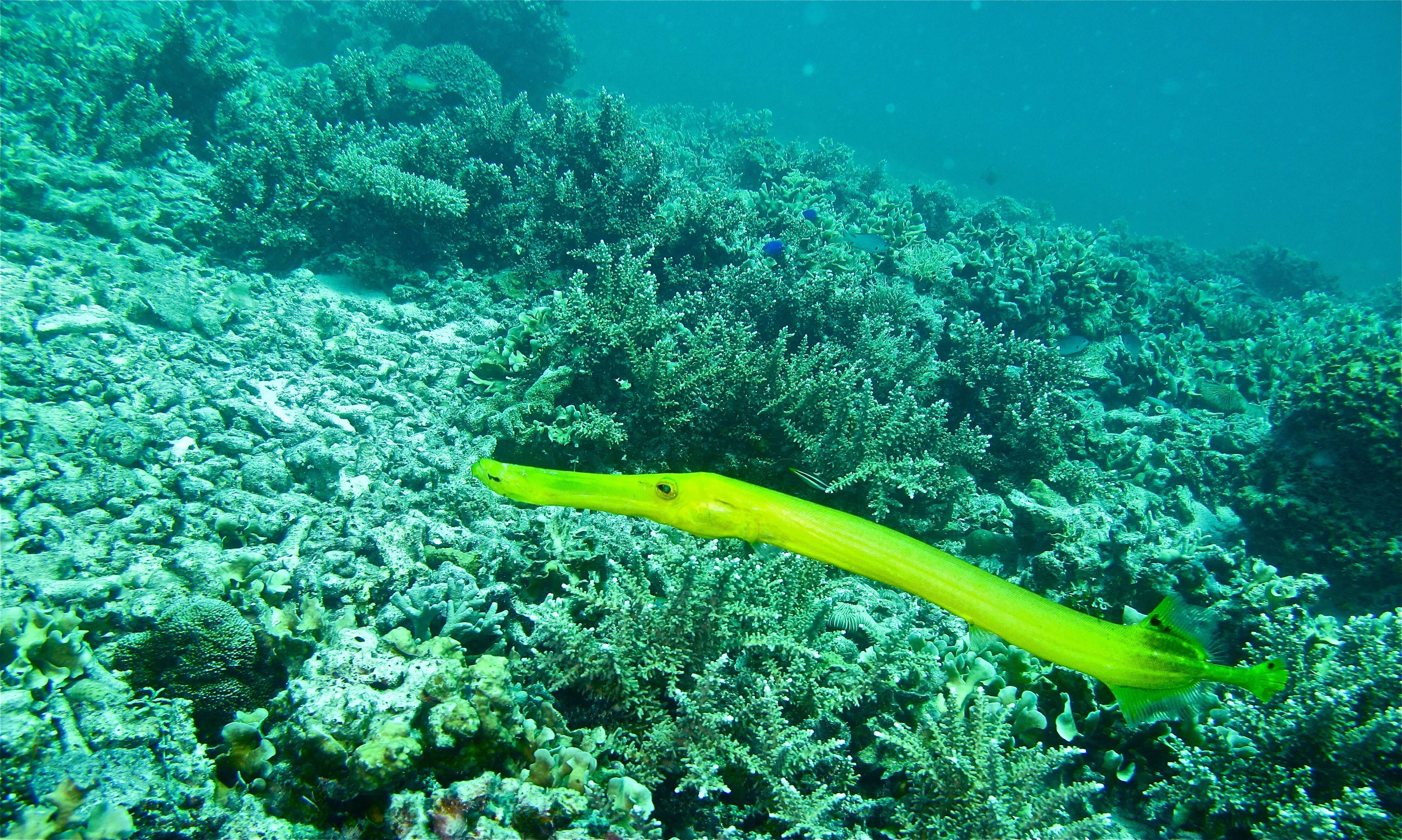 Image of Chinese Trumpetfish