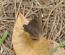 Image of Northern Cloudywing