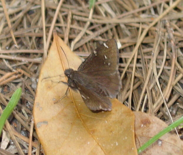 Image of Northern Cloudywing