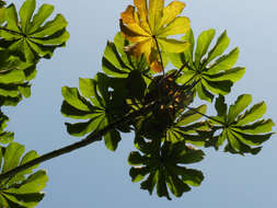 Cecropia obtusifolia Bertol.的圖片