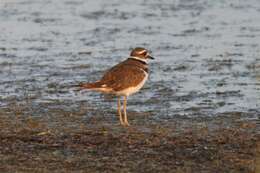 Image of Charadrius Linnaeus 1758