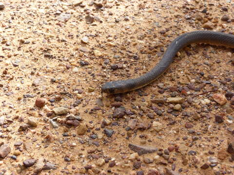 Image of Eastern brown snake