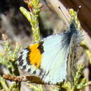 Image of Southwestern Orangetip