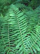 Image of maiden fern