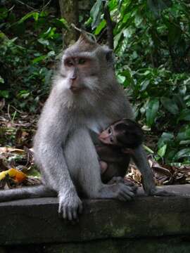 Image of Long-tailed Macaque