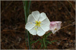 Image of pale evening primrose