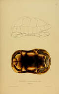 Image of Testudinidae