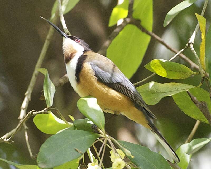 Acanthorhynchus Gould 1837 resmi