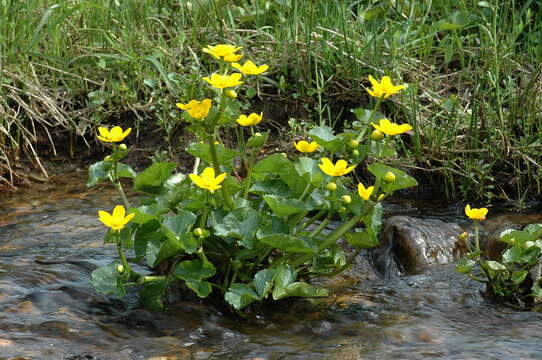 Image of yellow marsh marigold