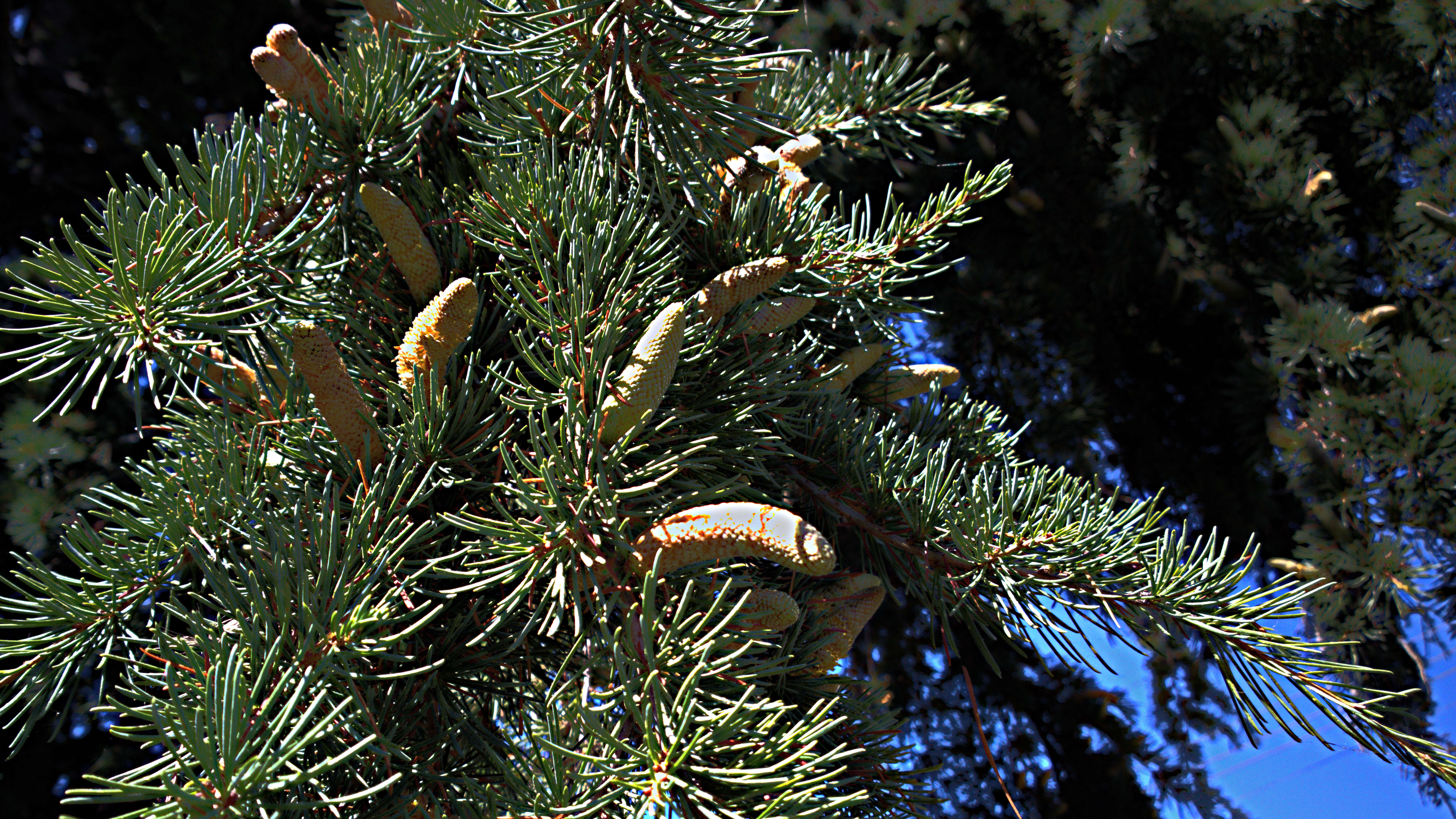 Image of Cedar