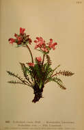 Image de Pedicularis rosea Wulfen