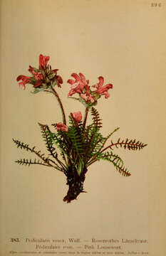 Image of pink lousewort