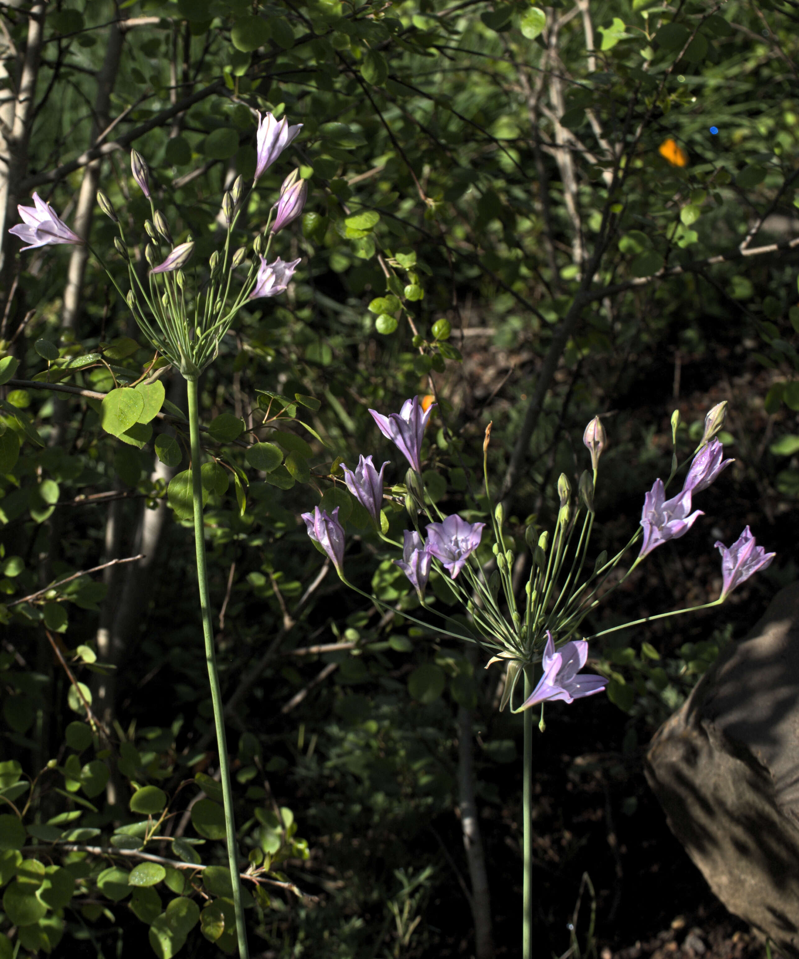 Слика од Triteleia laxa Benth.