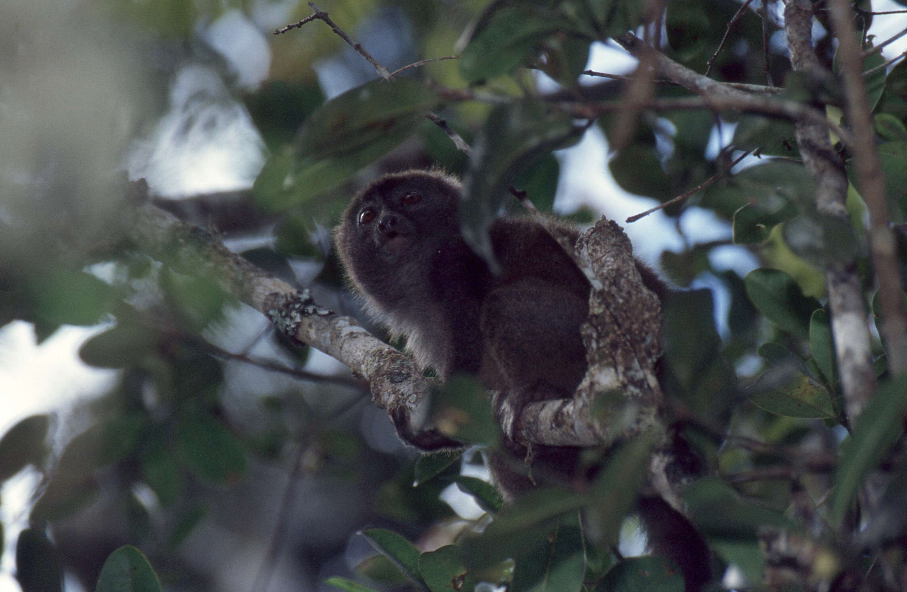 Image of Bamboo Lemur