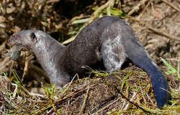 Image of giant otter