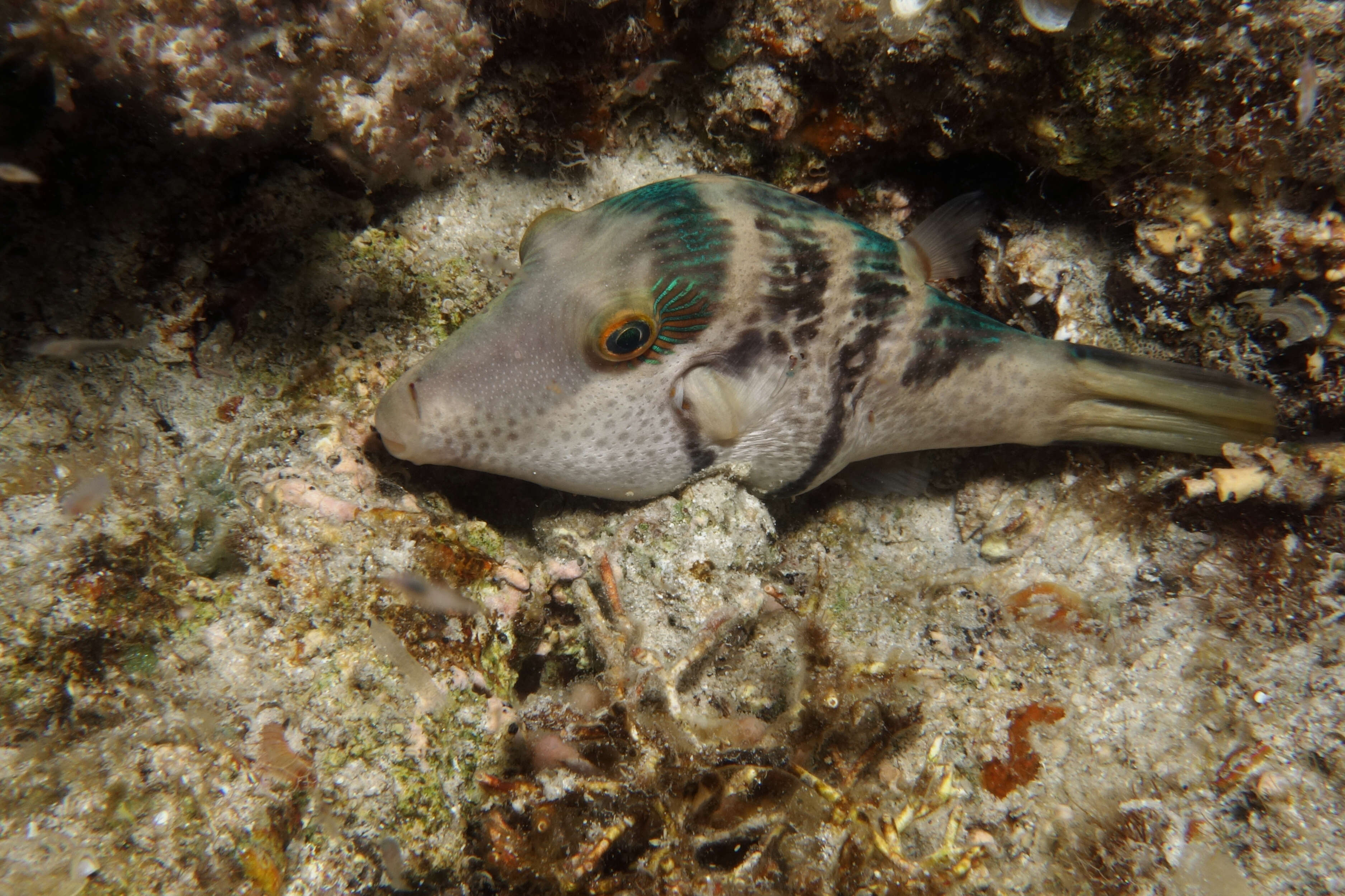 Image of Canthigaster