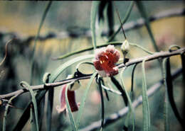 Image of Eremophila longifolia (R. Br.) F. Muell.