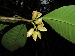 Image of Chrysochlamys grandifolia (L. O. Williams) B. E. Hammel