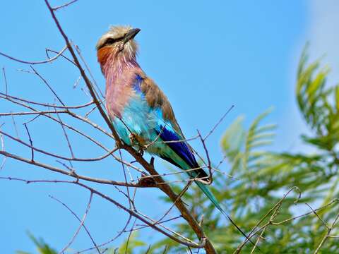 Image of Lilac-breasted Roller