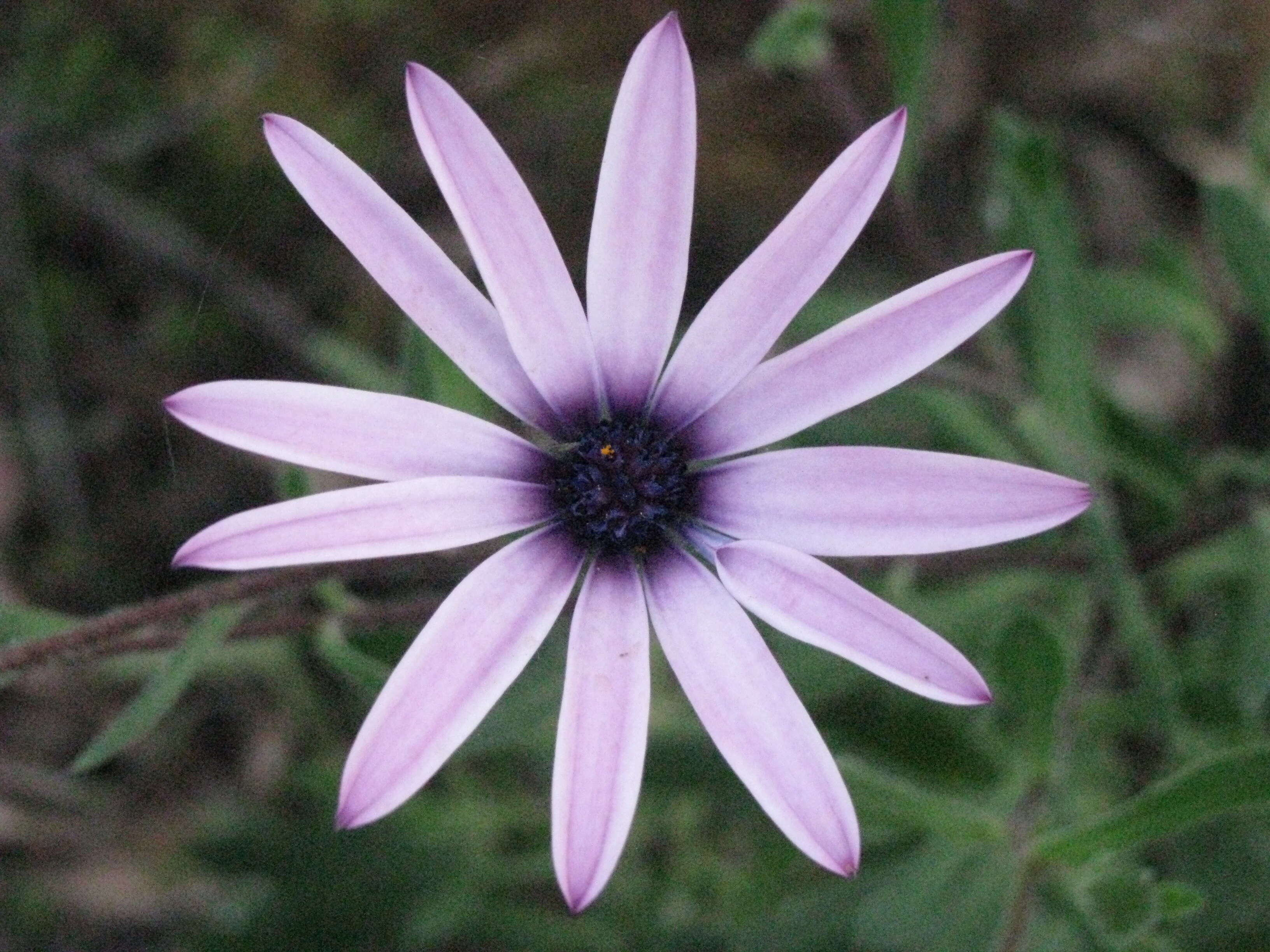 Image of daisybush